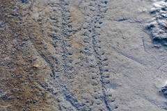 Periophthalmus modestus