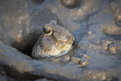 Periophthalmus modestus