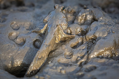 Periophthalmus modestus