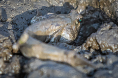 Periophthalmus modestus