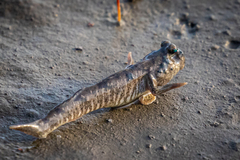 Periophthalmus modestus