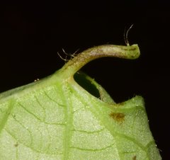 Ipomoea meyeri