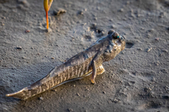 Periophthalmus modestus