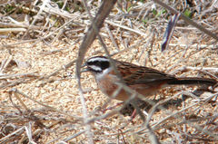 Emberiza cioides