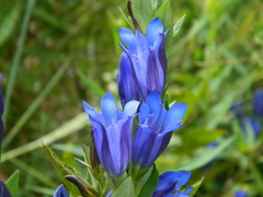 Gentiana affinis