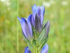 Gentiana affinis