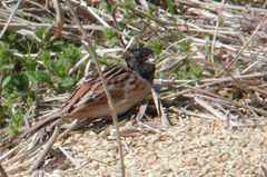 Emberiza yessoensis