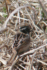 Emberiza yessoensis
