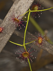 Drosera pallida