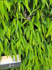 Ficus maclellandii
