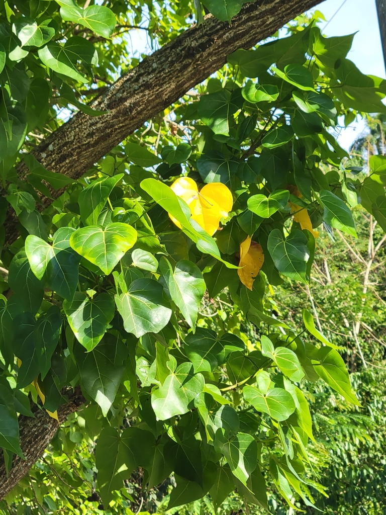Indian tulip tree from Ampliación Alto Apolo on May 12, 2021 at 09:11 ...