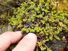 Pimelea microphylla