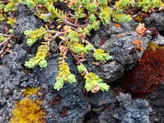 Pimelea microphylla