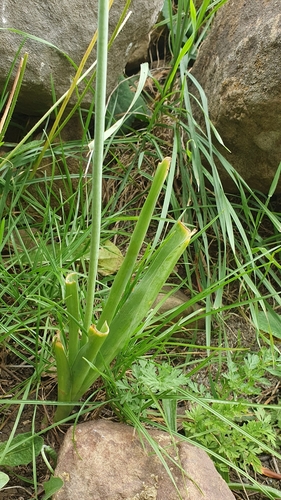 Image of Ornithogalum arabicum by (c) Mehdi Chetibi, some rights reserved (CC BY)