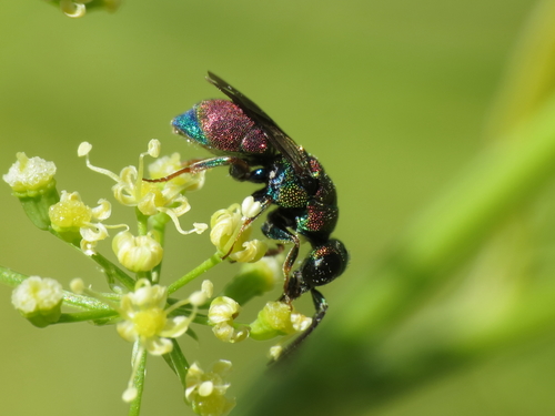 Hedychridium anale · iNaturalist