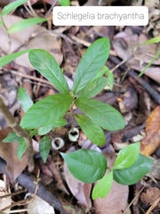 Schlegelia brachyantha