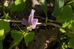 Viola uliginosa