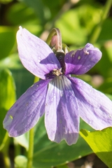 Viola uliginosa