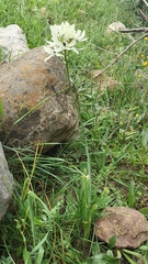 Ornithogalum arabicum image