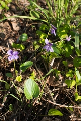 Viola uliginosa