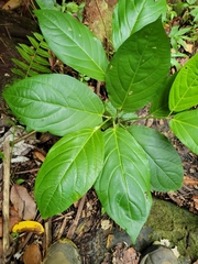 Piper glabrescens