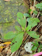 Cordia sulcata