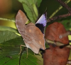 Zeuxidia amethystus amethystus
