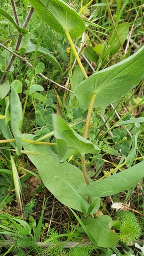Image of Bupleurum subovatum by (c) Mehdi Chetibi, some rights reserved (CC BY)