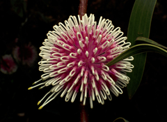 Hakea laurina