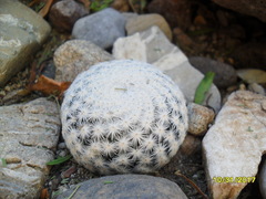Mammillaria herrerae