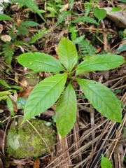 Casearia sylvestris