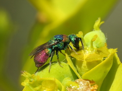 Hedychridium vachali