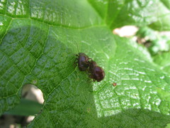 Chrysolina porphyrea
