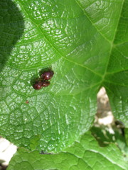 Chrysolina porphyrea
