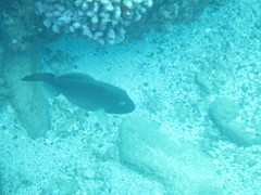 Cantherhines dumerilii