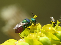 Hedychridium vachali