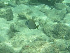 Acanthurus leucopareius