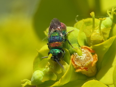 Hedychridium vachali