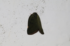 Ricania sublimata