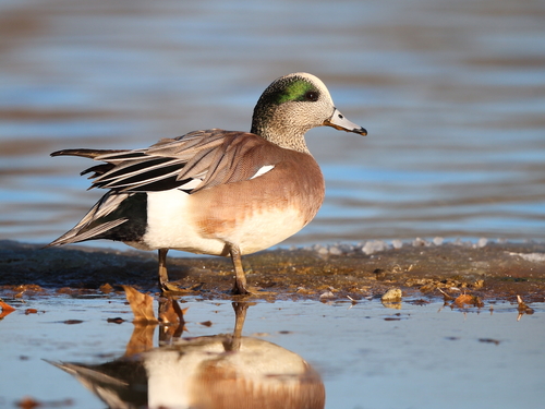 Pato Cabeciblanco (Mareca americana)