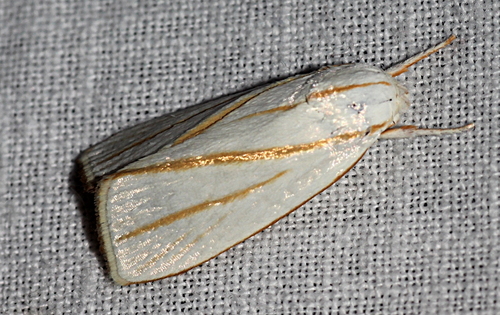 Cryptophasa flavolineata (Walker, 1864)
