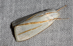 Cryptophasa flavolineata