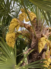 Trachycarpus