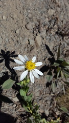 Eucephalus paucicapitatus