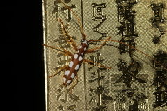 Olenecamptus formosanus
