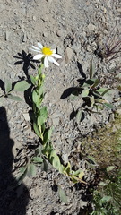 Eucephalus paucicapitatus