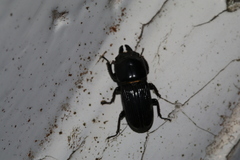 Figulus binodulus