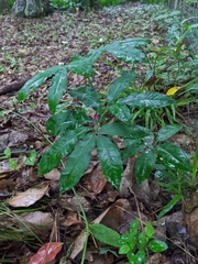 Arisaema dracontium image