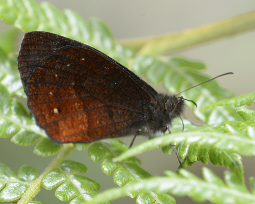 Pedaliodes polla