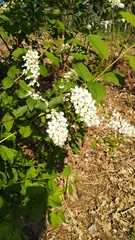 Prunus padus